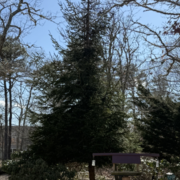 Pine tree - Whale Watch